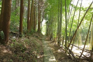 京都伏見の竹林です