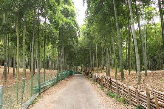 伏見の竹林