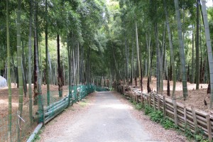 伏見の竹林　5月の青木の滝にいってきました。